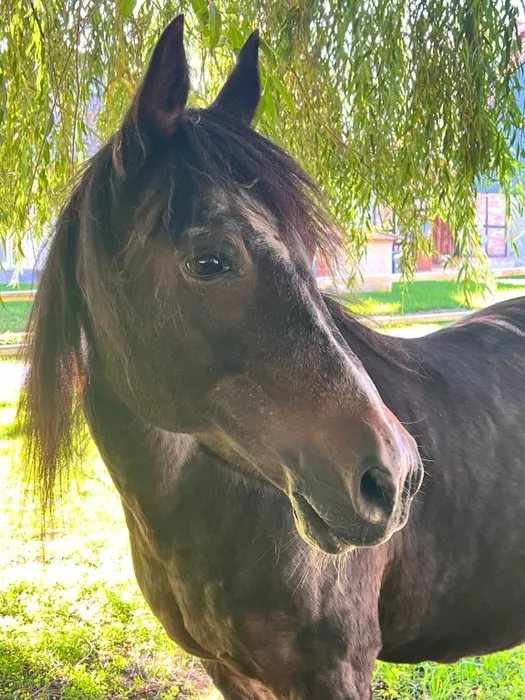 Lucky, Therapiebegleitpferd